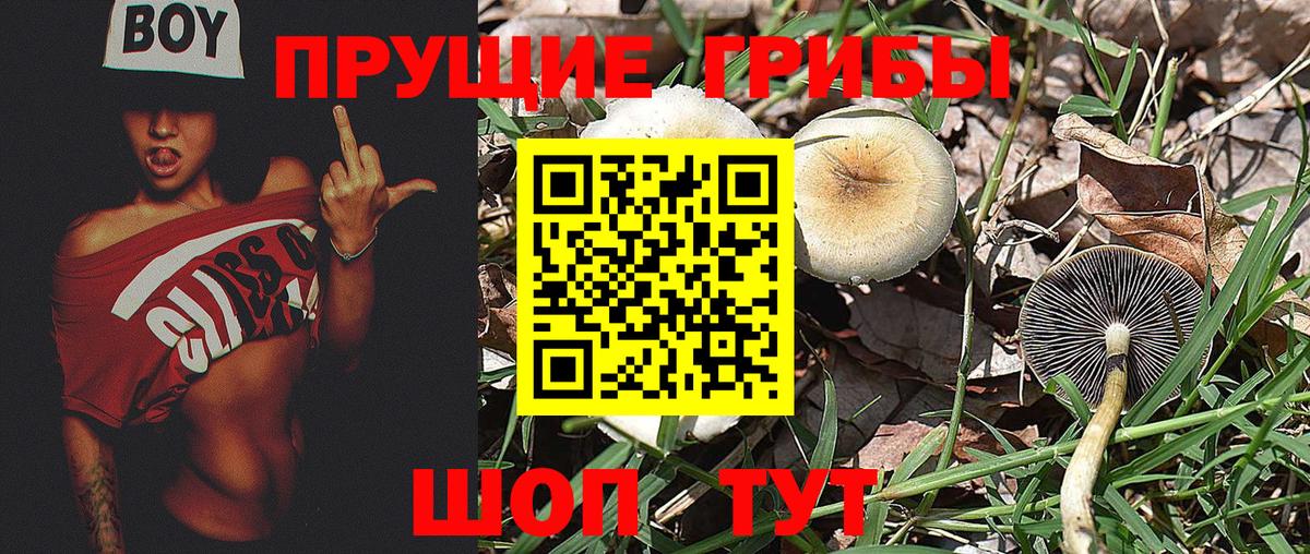 Галлюциногенные грибы GOLDEN TEACHER Печора